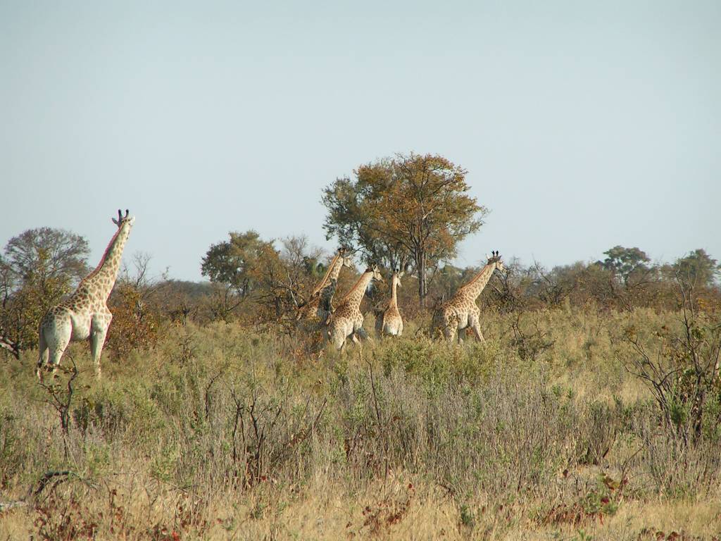 06Afrika